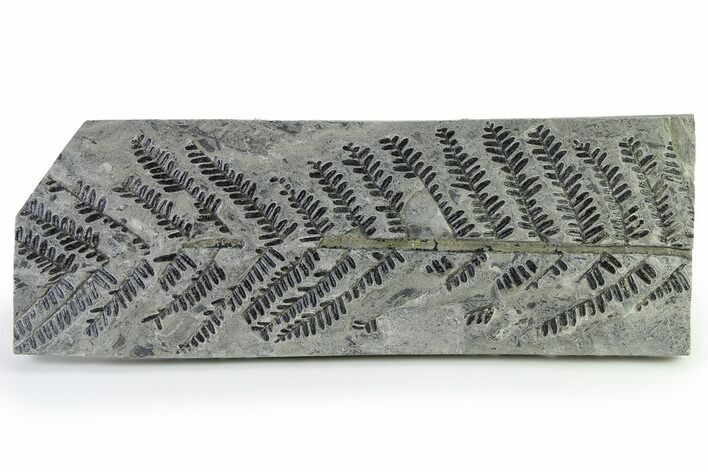 Rare, Carboniferous Fossil Fern (Scolecopteris) Frond - France #338461